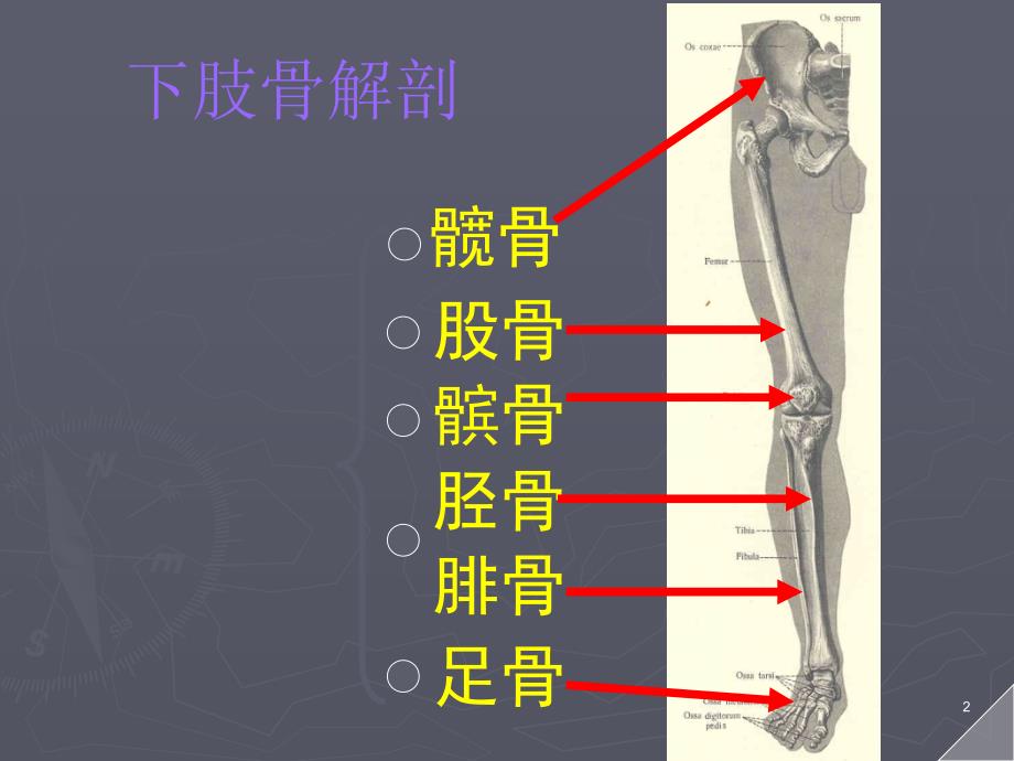 下肢骨折术后功能锻炼幻灯片_第2页