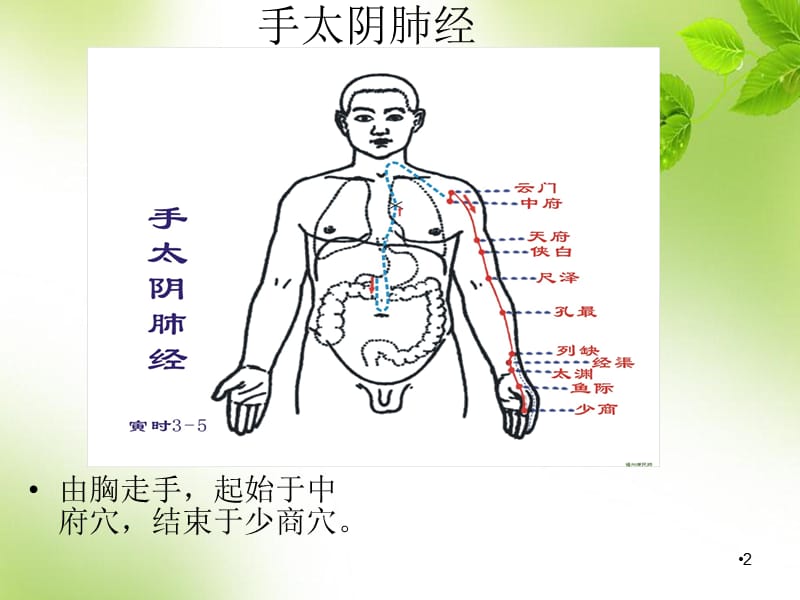 （优质医学）人体十二条经络_第2页