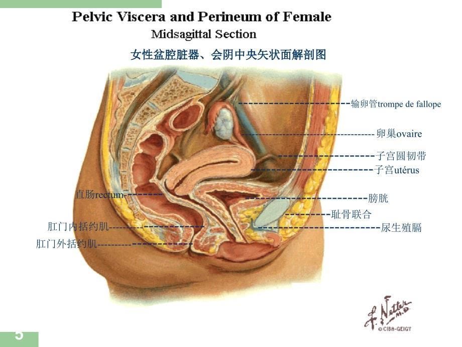 盆底功能障碍性疾病幻灯片_第5页