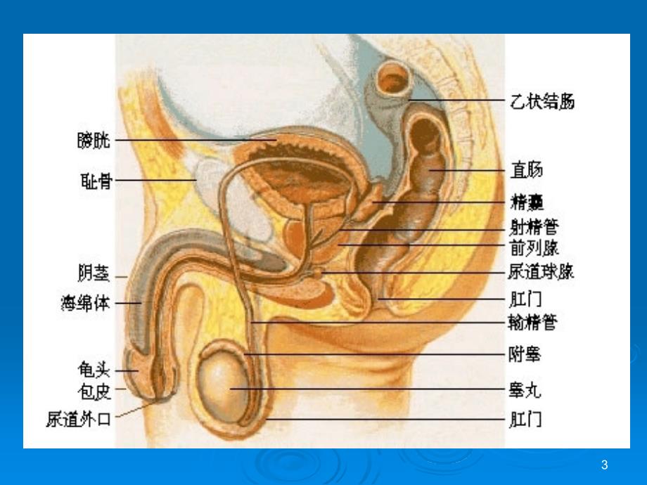 （精品课件）男性生殖器官的结构与功能_第3页