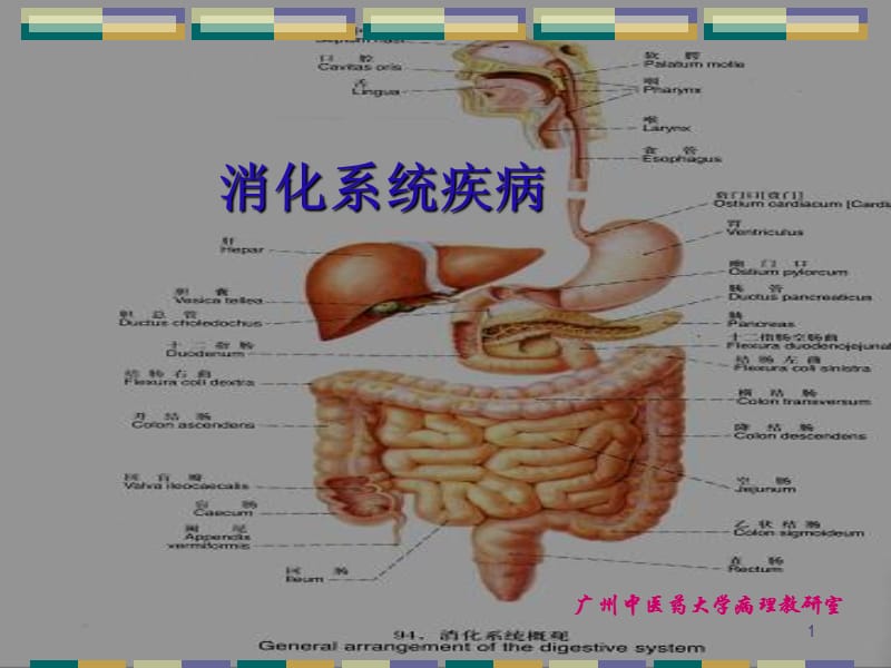 消化系统常见疾病29708幻灯片_第1页