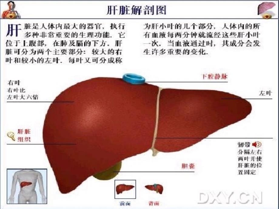 肝胆彩超检查结果分析幻灯片_第4页