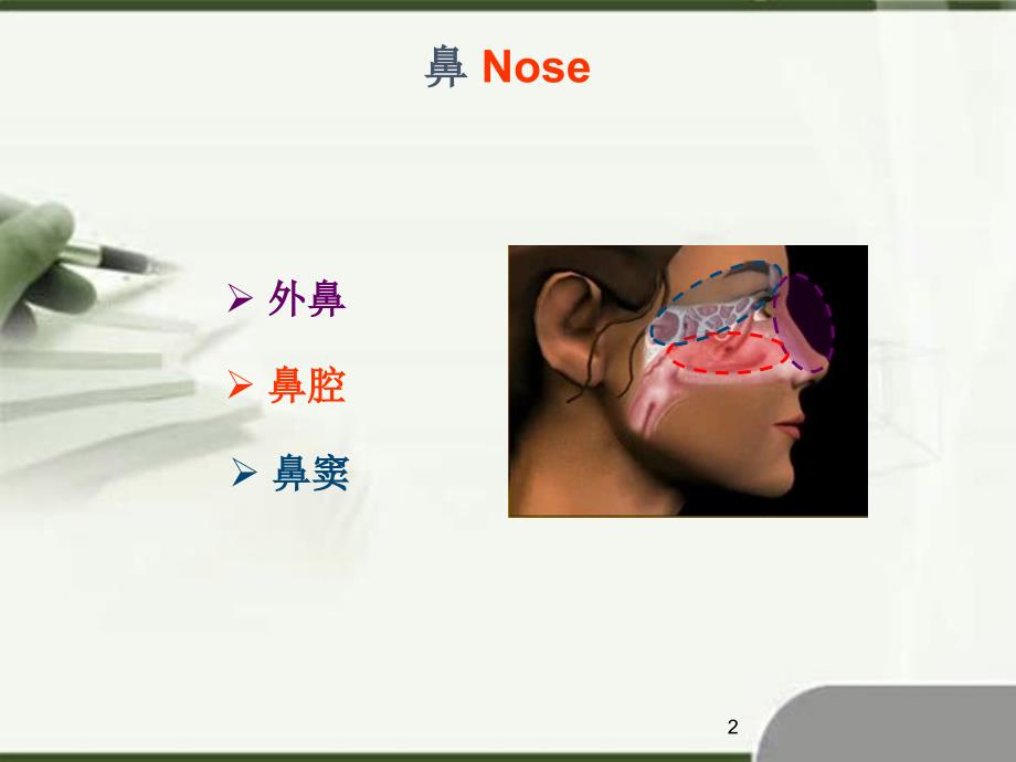 鼻部解剖幻灯片_第2页