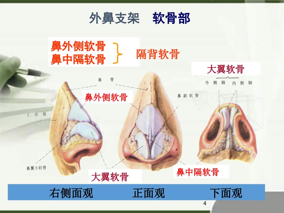 鼻部解剖幻灯片_第4页