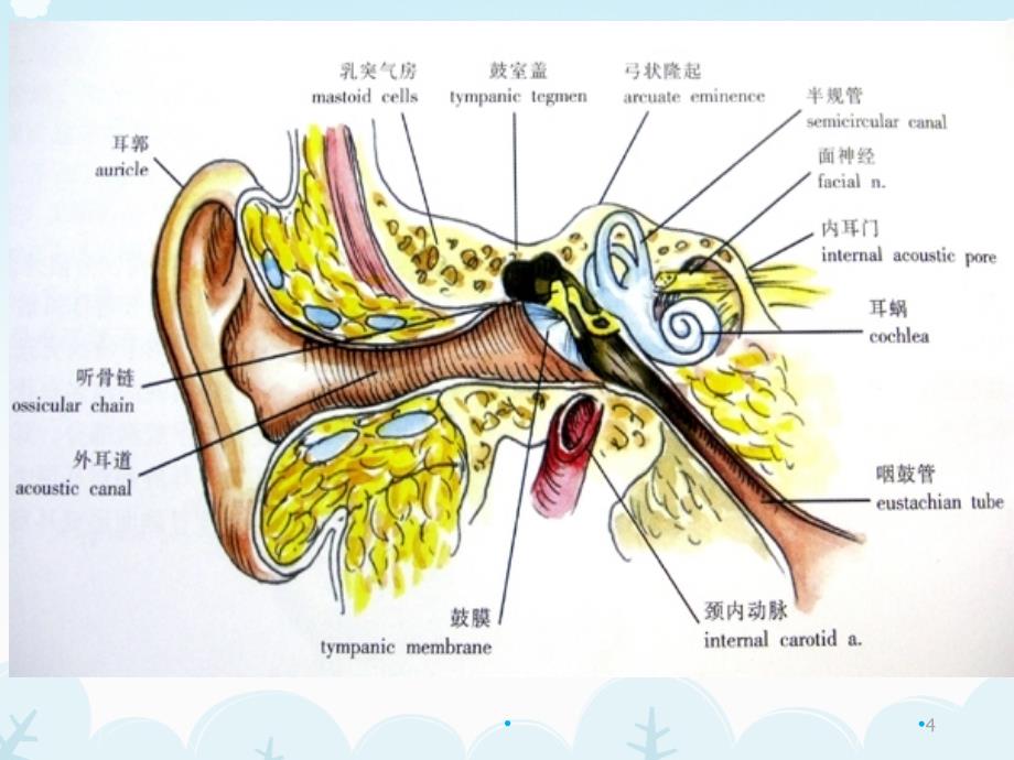 医学影像-耳的影像解剖及常见疾病诊断幻灯片_第4页