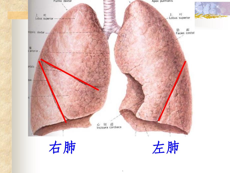 初中生物学七年级下册《发生在肺内的气体交换》ppt课件_第4页
