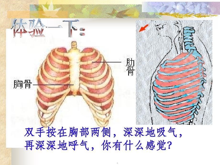初中生物学七年级下册《发生在肺内的气体交换》ppt课件_第5页
