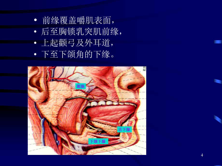 涎腺疾病超声诊断幻灯片_第4页