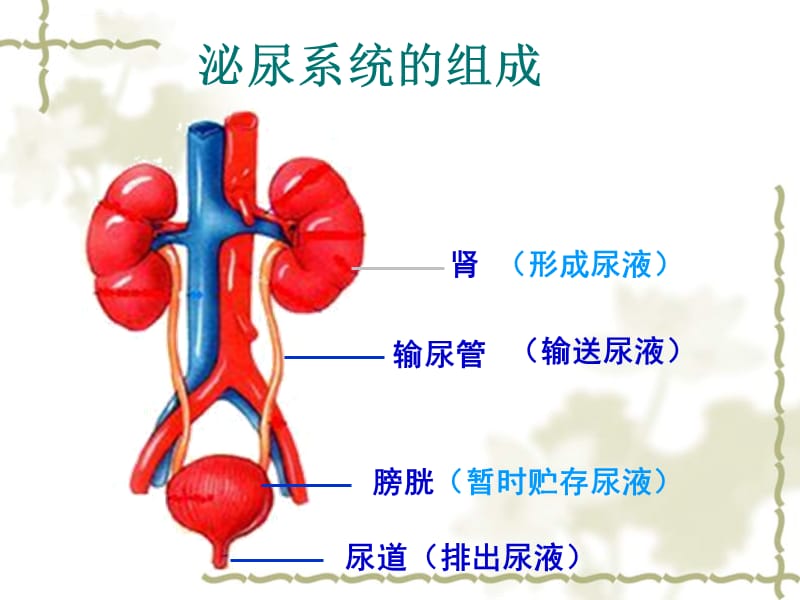 尿的形成和排出精品ppt课件_第5页