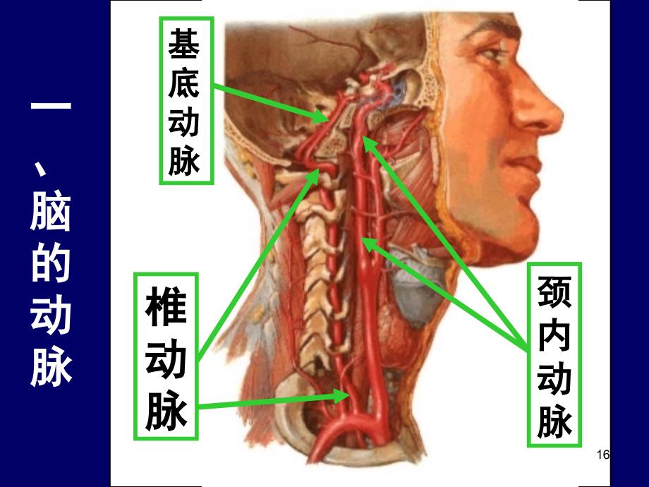 大脑前中后动脉血管分布图幻灯片_第3页