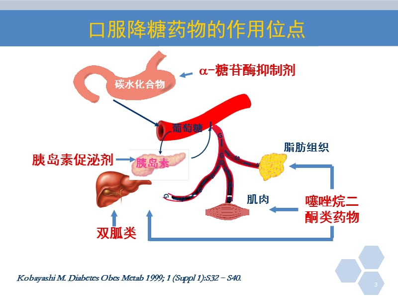 口服降糖药护理(最新)幻灯片_第3页