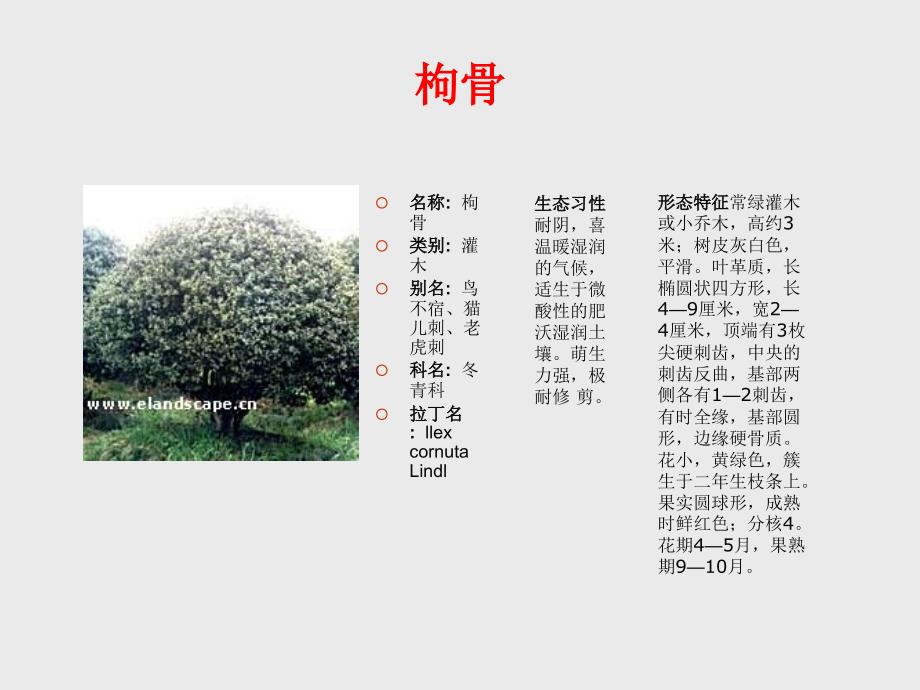 常用园林植物讲义课件_第4页