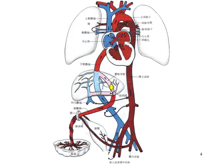 胎儿血液循环图幻灯片_第4页