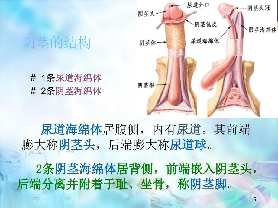 解剖学之男性生殖系统幻灯片_第5页