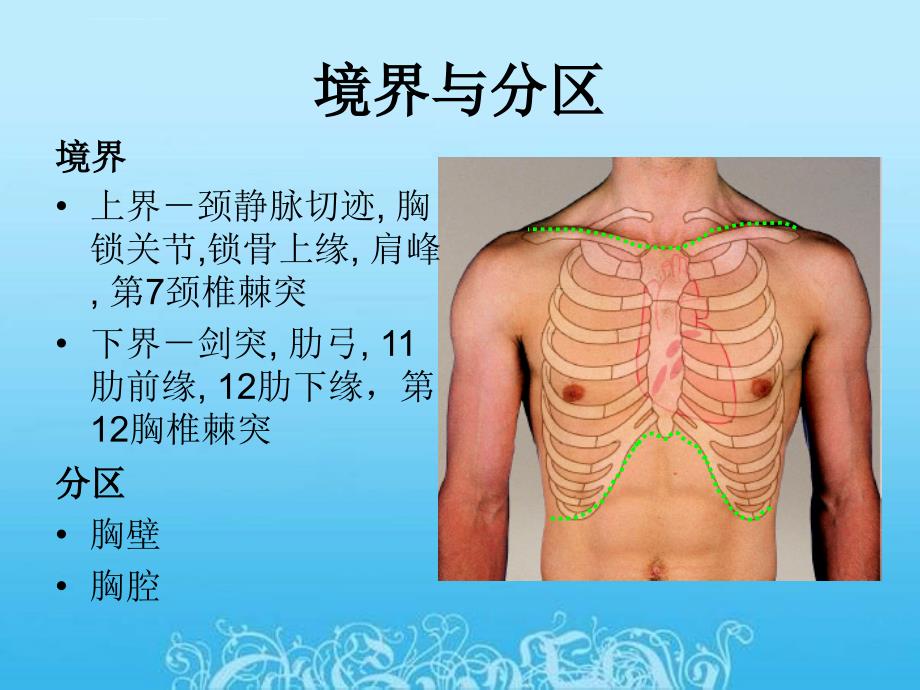 局部解剖学_胸部局解(昆明医科大学)课件_第2页