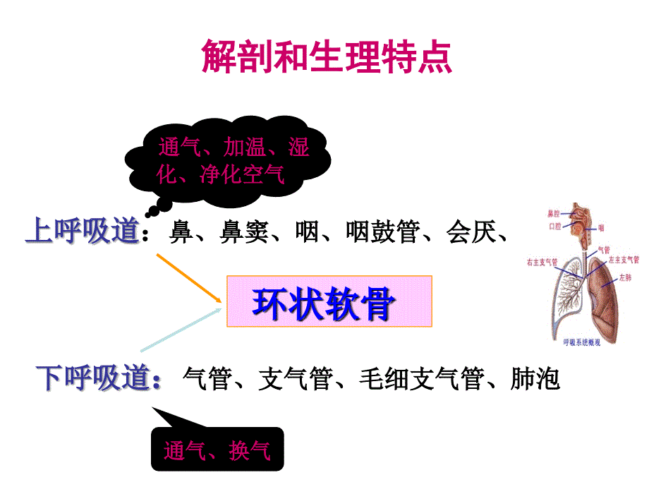 小儿呼吸系统疾病用药指南课件_第3页