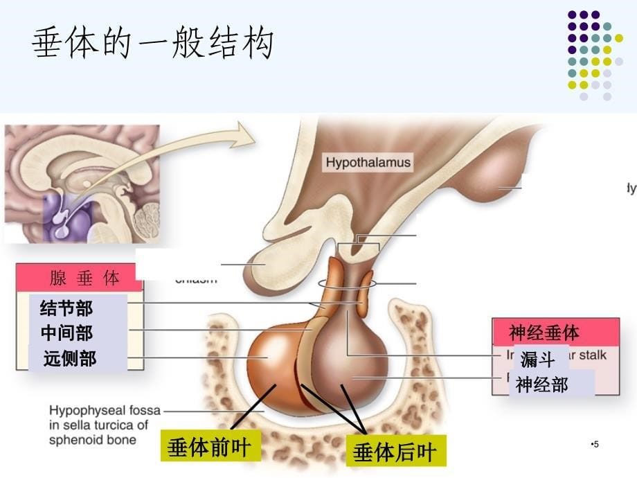 （优质医学）垂体病变MRI诊断思路(详细版)_第5页