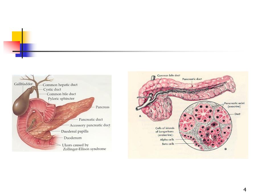 急性胰腺炎幻灯片演示课件_第4页