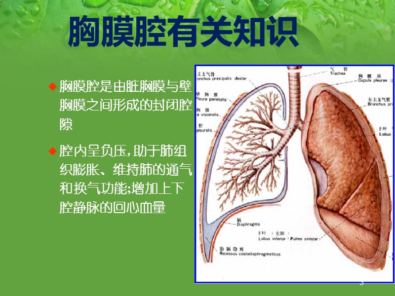 胸腔闭式引流术精品幻灯片_第3页