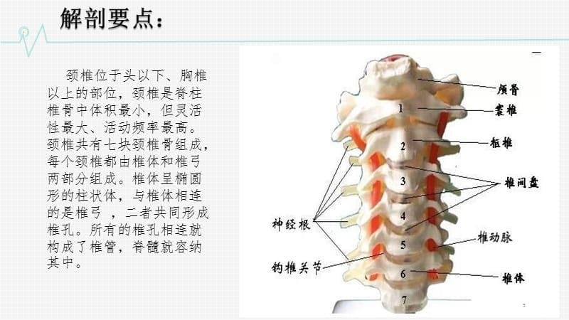 颈椎骨折护理查房PPT参考课件_第5页
