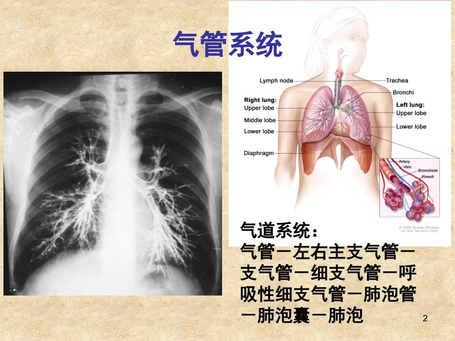 （优质医学）肺部听诊与吸痰_第2页