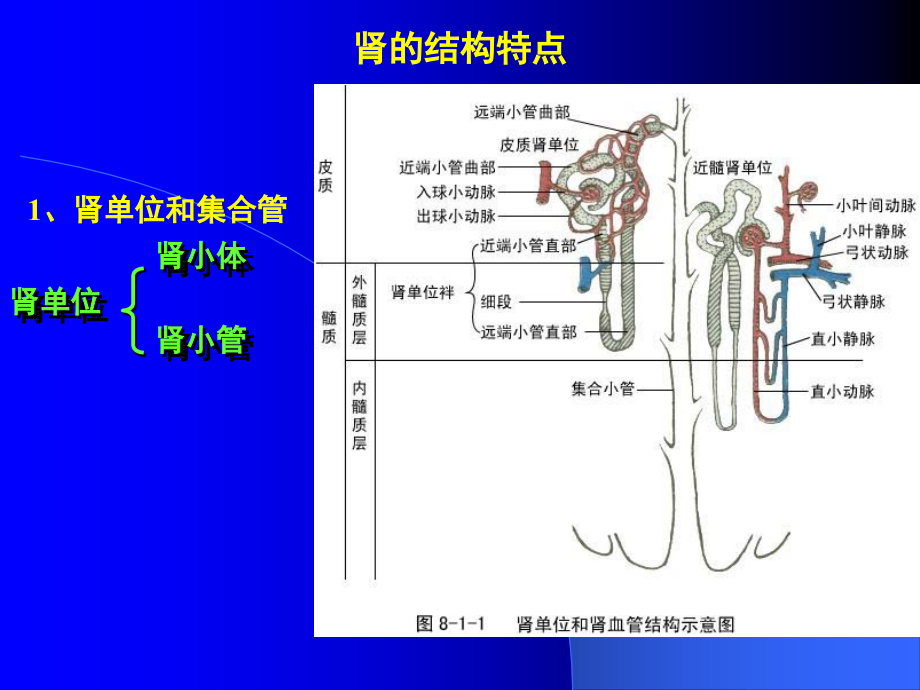 尿的生成和排放课件_第4页