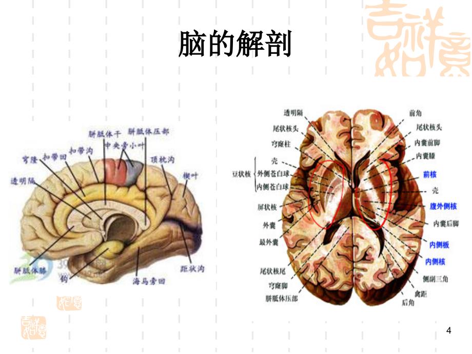 不同部位脑梗的表现幻灯片_第4页