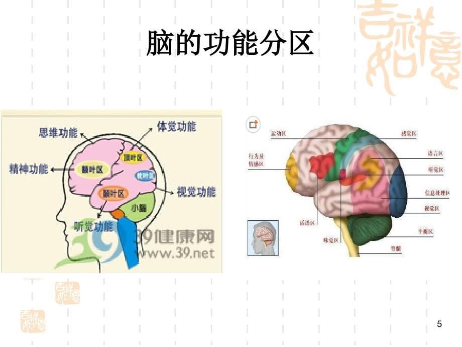 不同部位脑梗的表现幻灯片_第5页