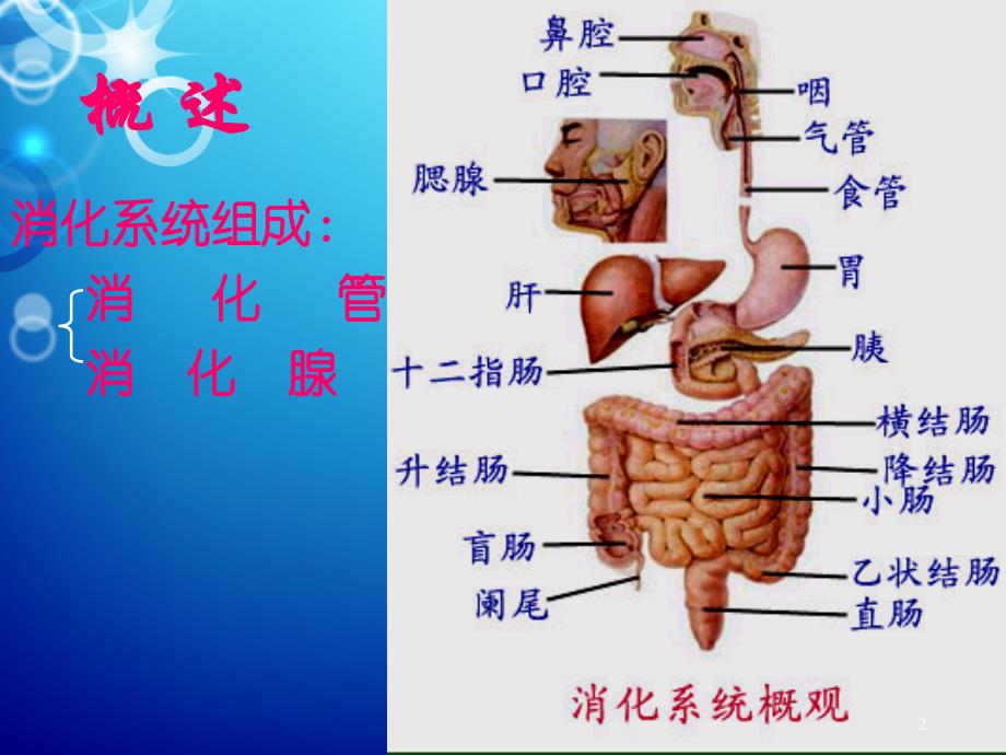 消化系统解剖生理幻灯片_第2页