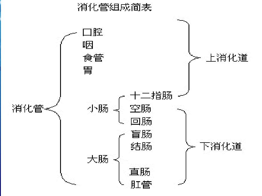 消化系统解剖生理幻灯片_第3页