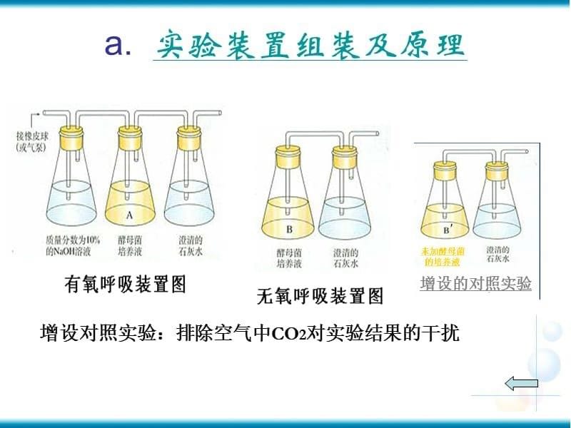 1415编号探究酵母菌的呼吸方式实验_第5页