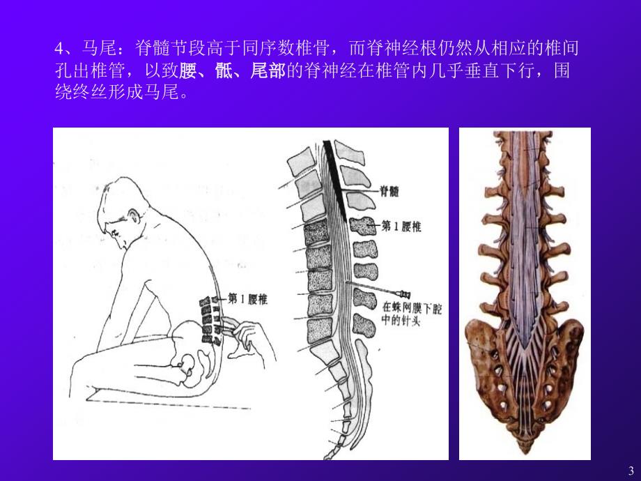 （优质医学）脊髓脊神经_第3页