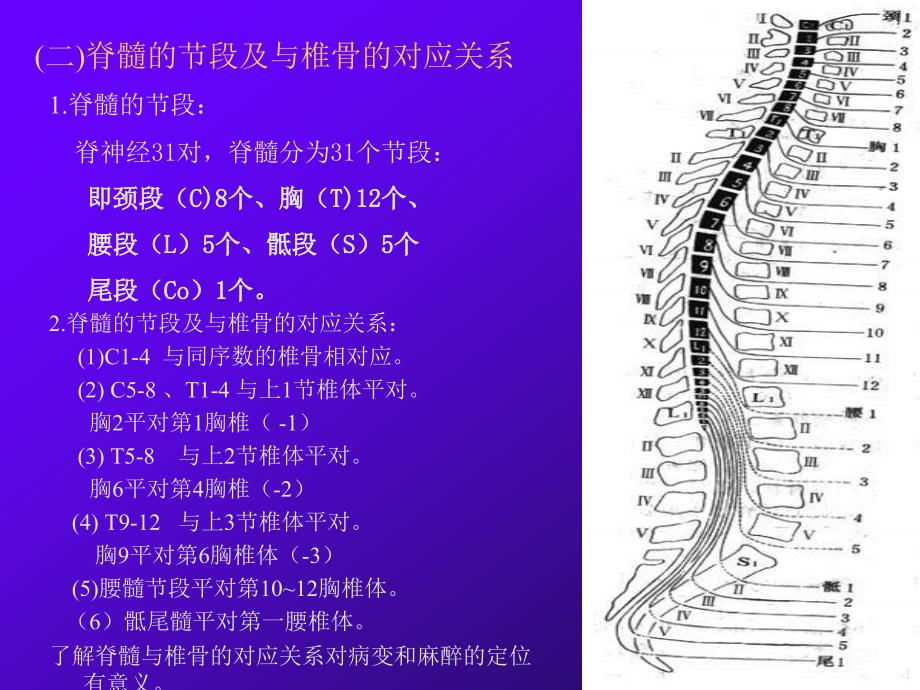 （优质医学）脊髓脊神经_第4页