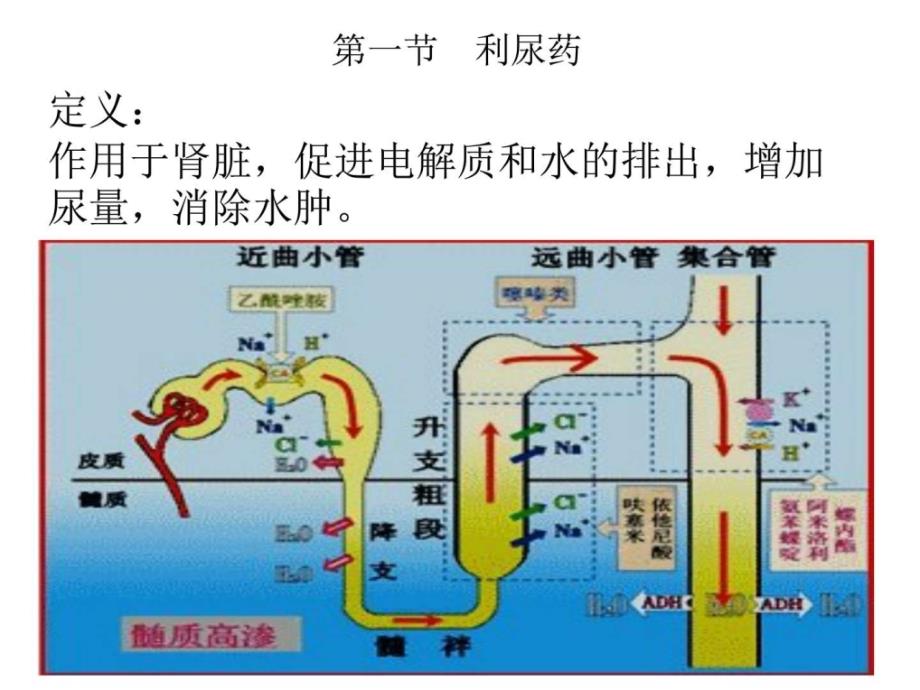 利尿药和脱水药的临床作用与副作用 课件_第4页