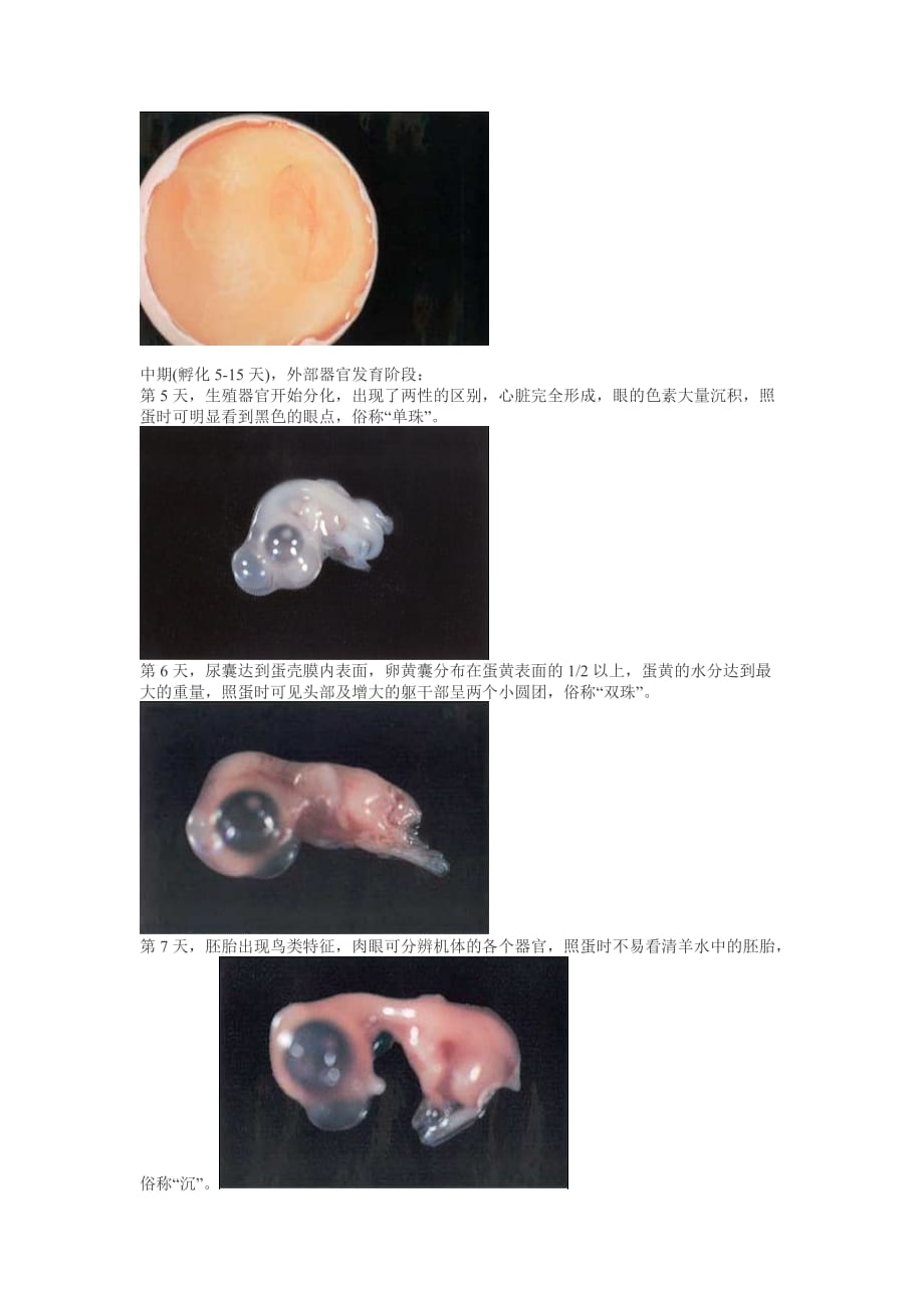 种蛋孵化21天胚胎发育过程描述及每日胚胎变化图-_第2页