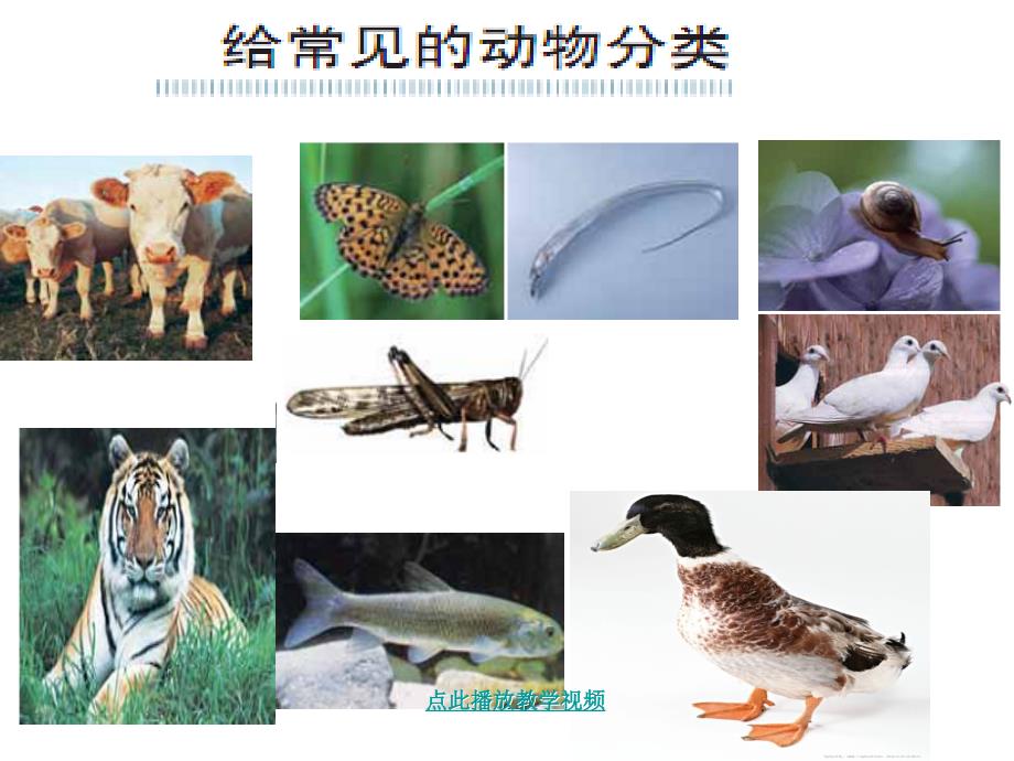 教科版科学六年级上册《种类繁多的动物》PPT 课件_第2页