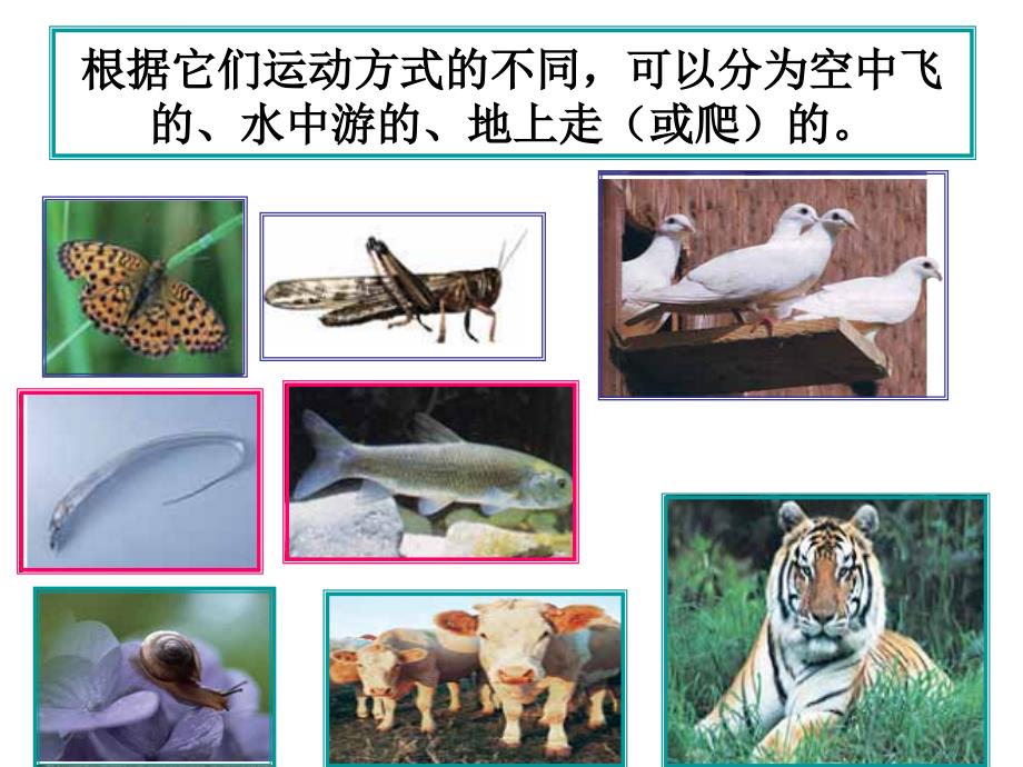 教科版科学六年级上册《种类繁多的动物》PPT 课件_第3页