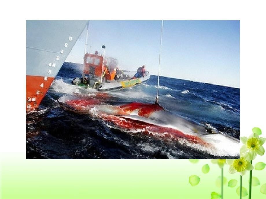 模块7 Unit 3 Reading（公开课）捕鲸（whale hunting）课件_第5页