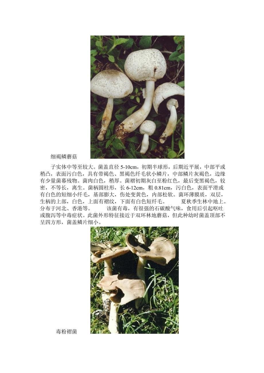 毒蘑菇大全(图文)-毒蘑菇大全图片-蘑菇大全-_第5页