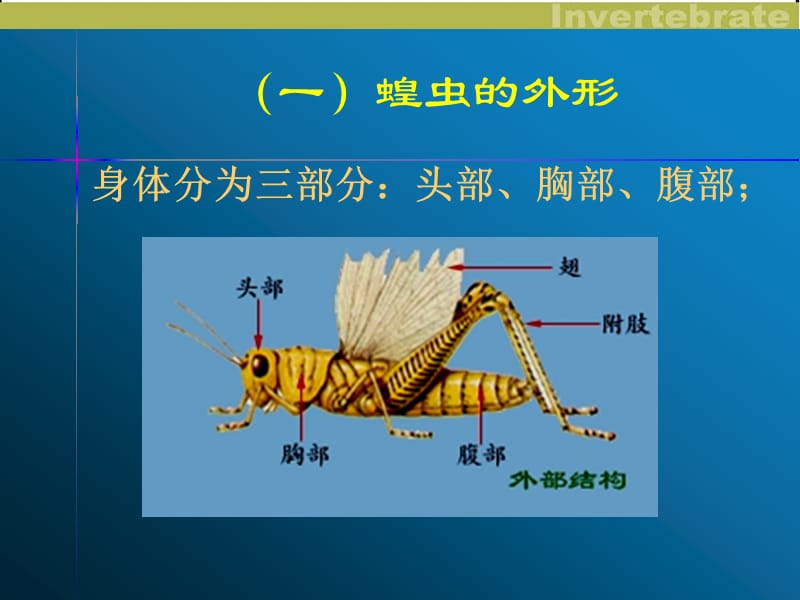 970编号实验：蝗虫的解剖_第2页