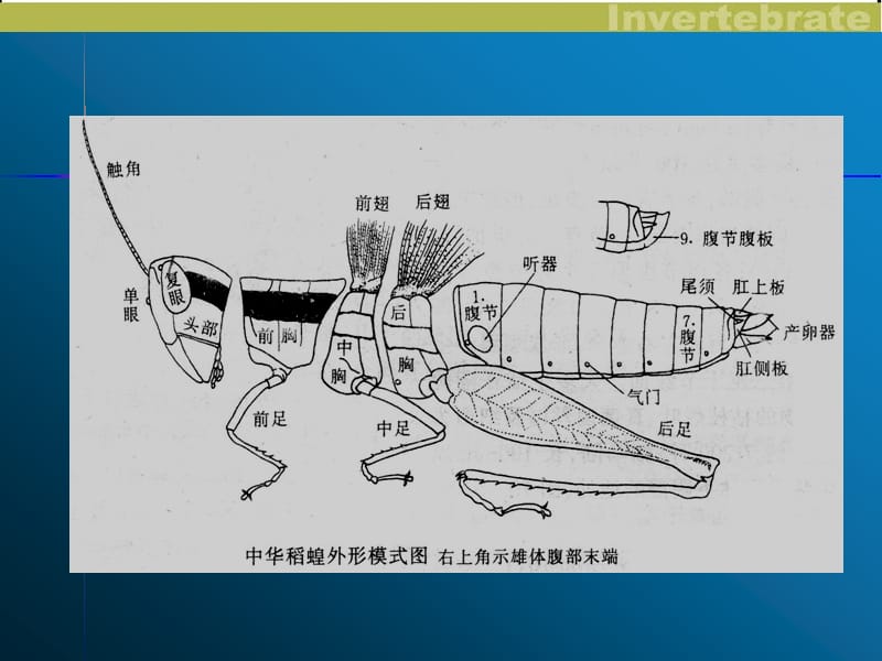 970编号实验：蝗虫的解剖_第4页