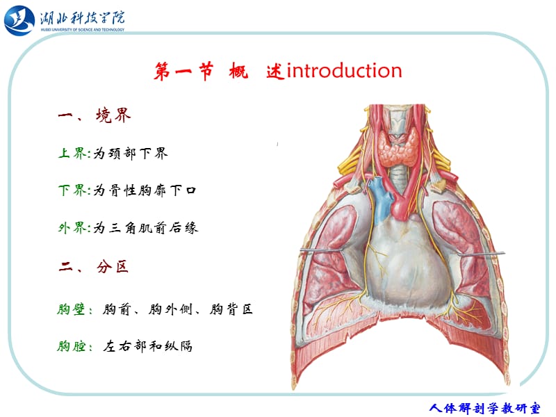 最新人体结构 胸部课件_第1页