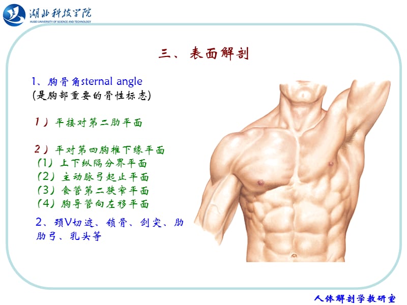 最新人体结构 胸部课件_第2页