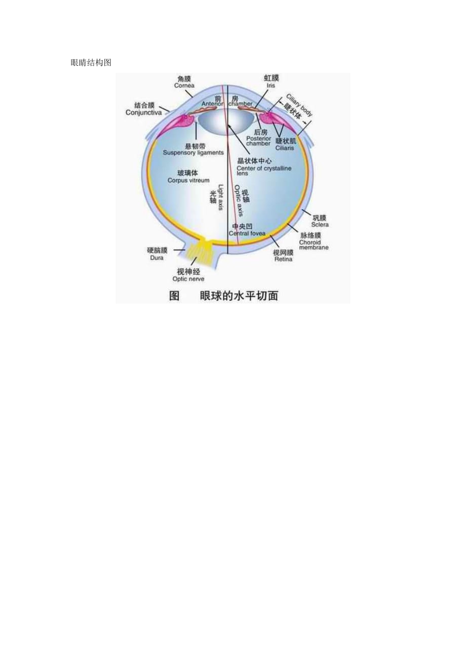 眼睛结构图-_第1页