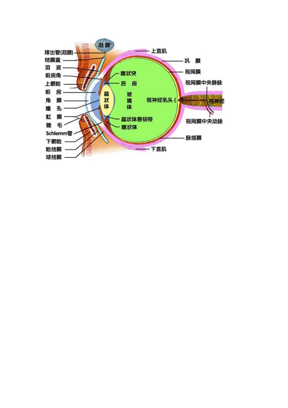 眼睛结构图-_第4页