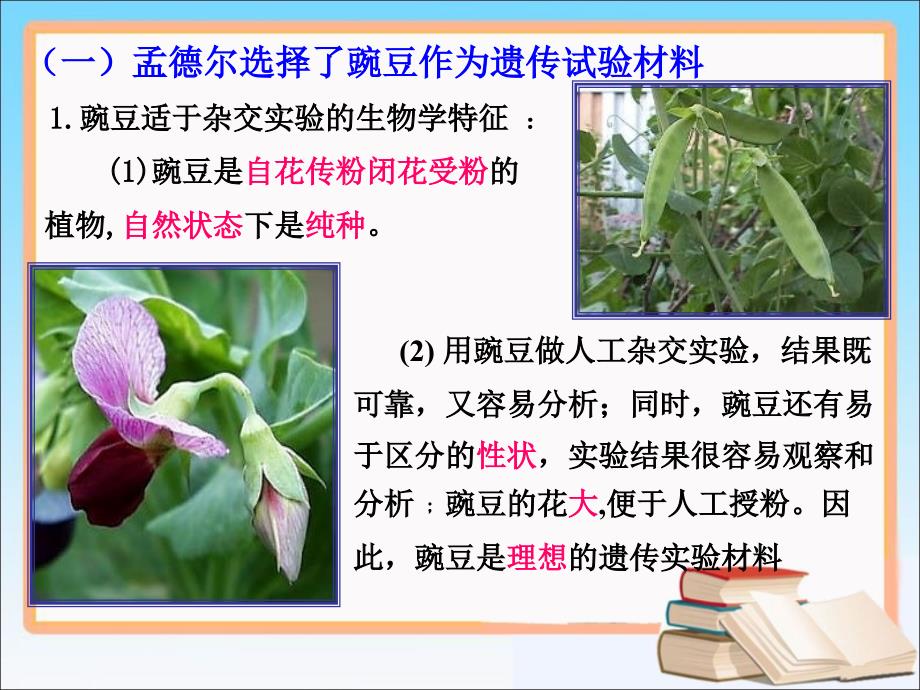 《孟德尔的豌豆杂交实验一》参考课件_第4页