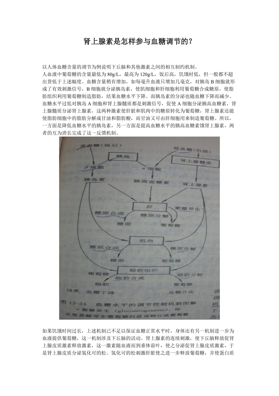 肾上腺素是怎样参与血糖调节的-_第1页