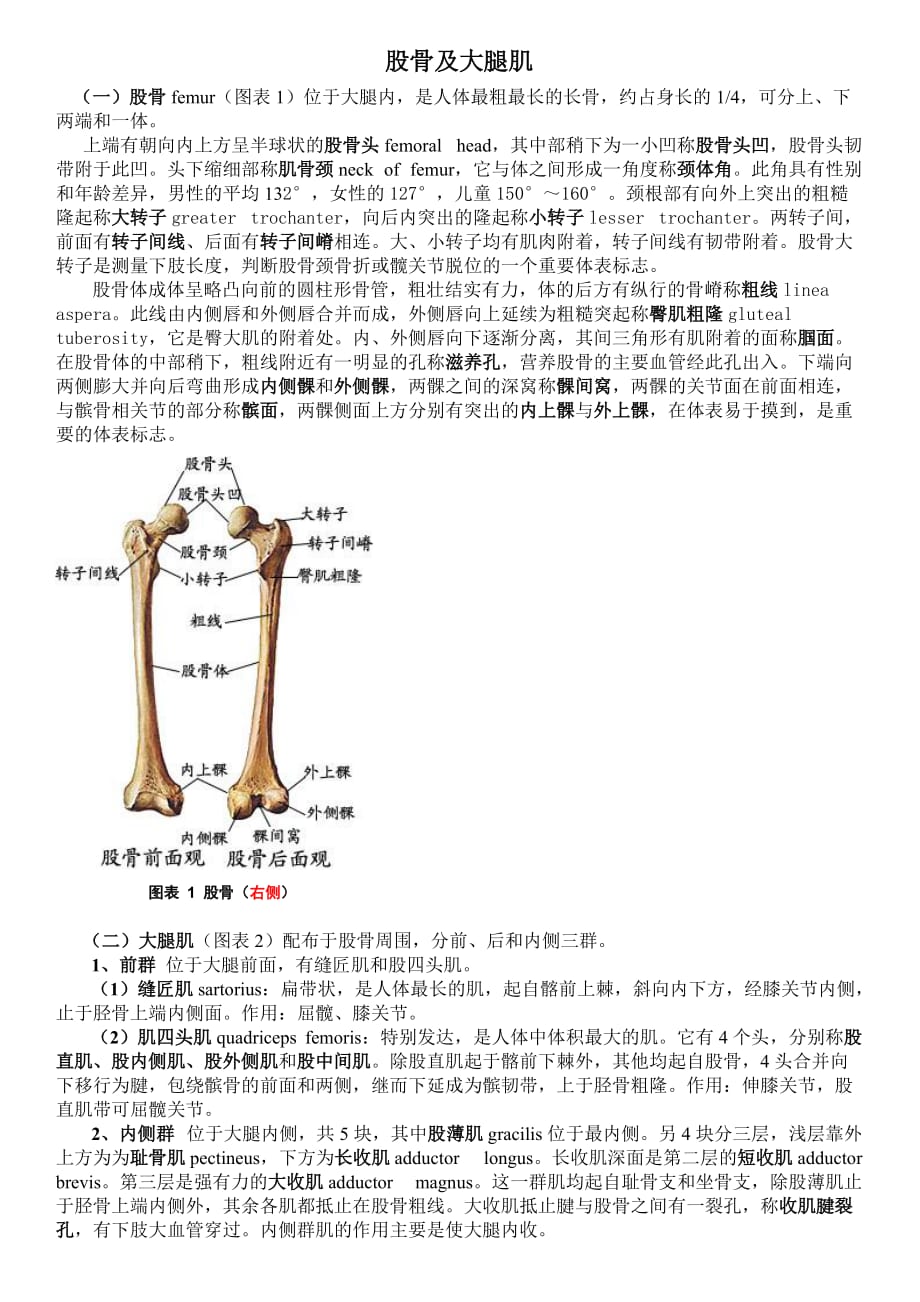 股骨及大腿肌群-_第1页