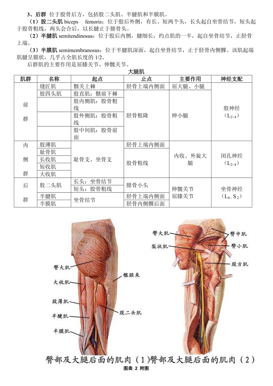 股骨及大腿肌群-_第2页