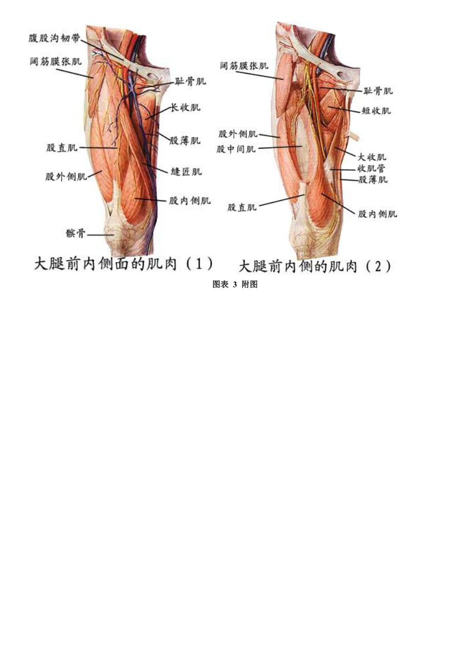股骨及大腿肌群-_第3页